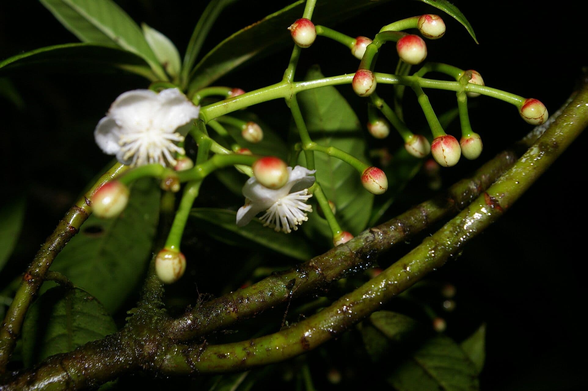 Chrysochlamys 2