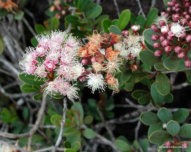Syzygium 11