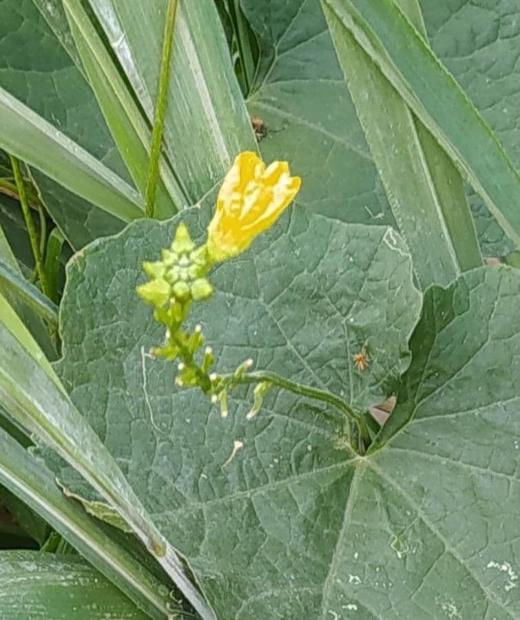 Luffa 7