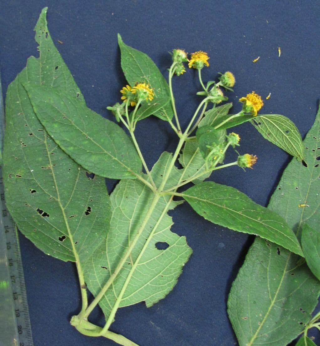 Zexmenia 11