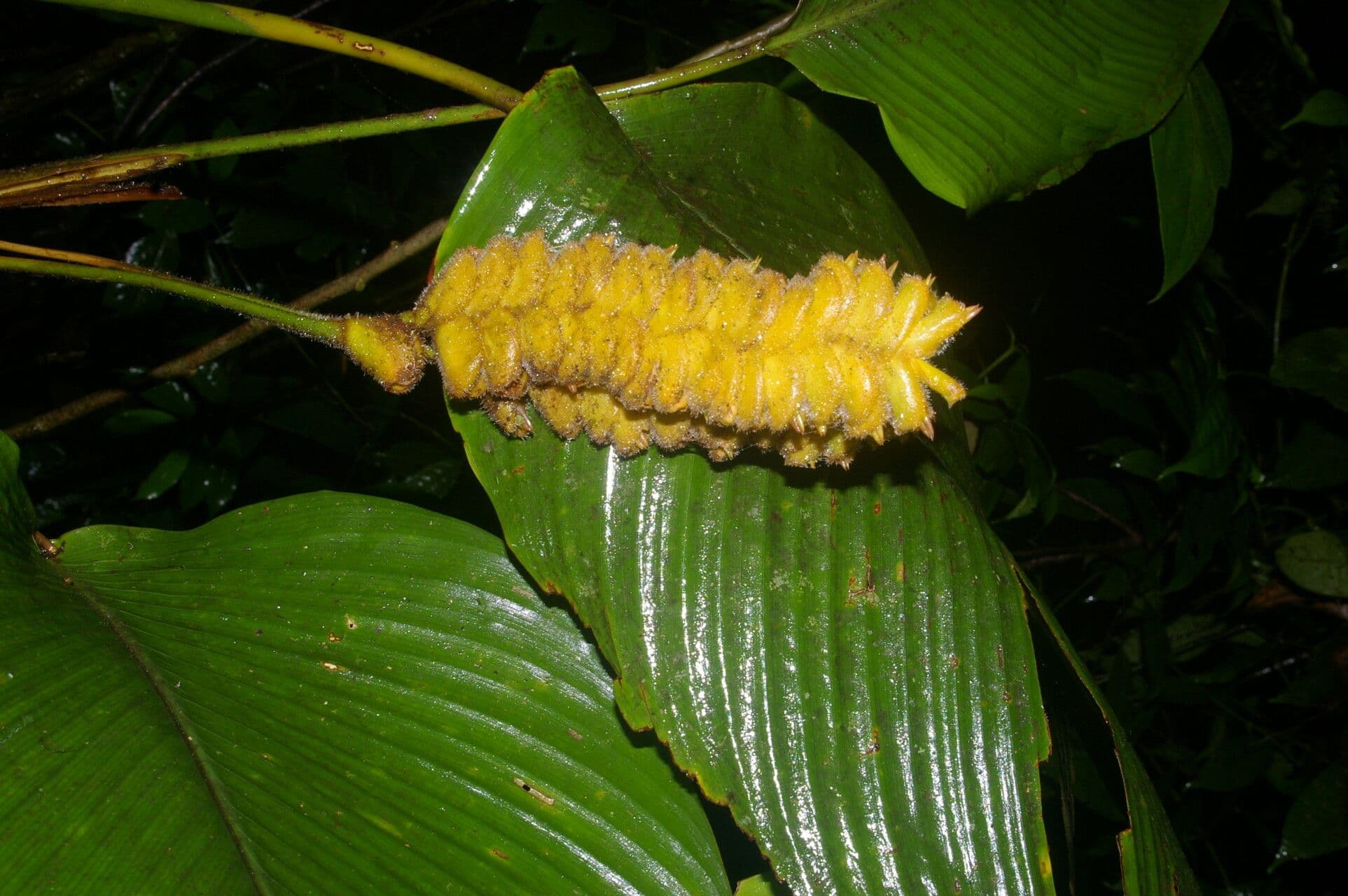 Kalatea 4