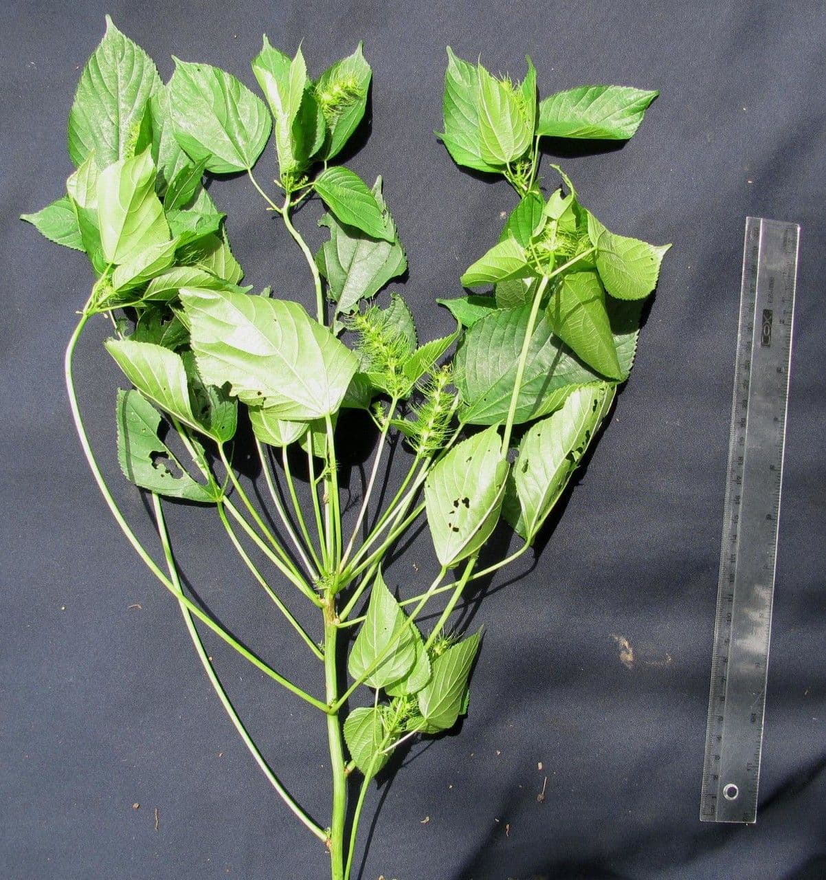 Acalypha 15