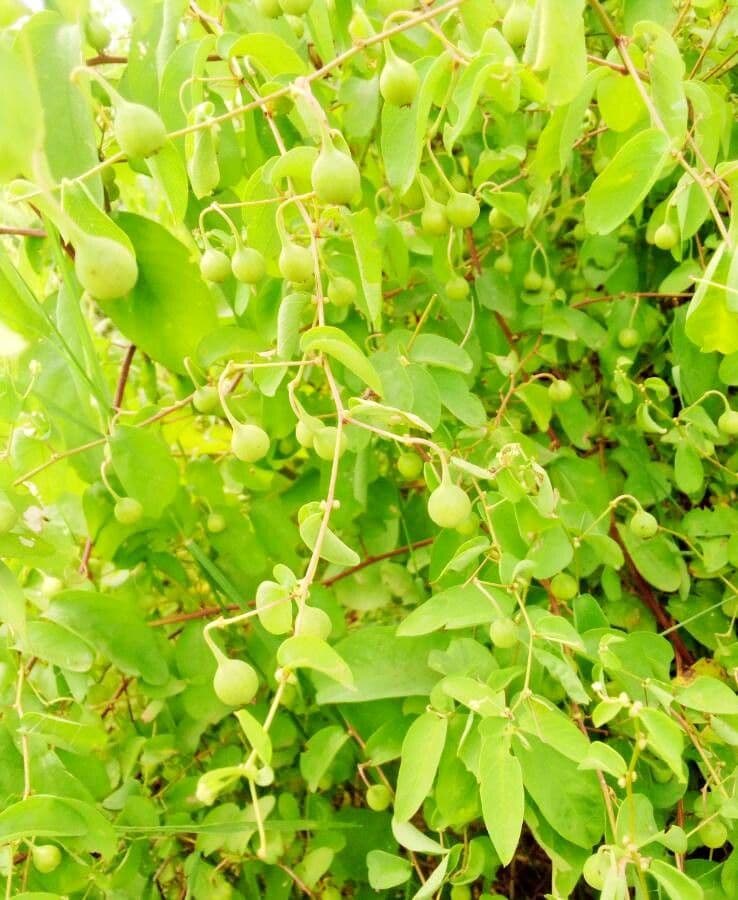 Helinus integrifolius 8