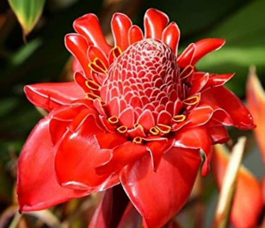 Etlingera 5