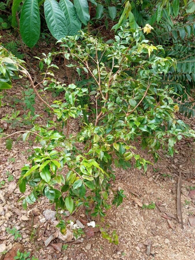 Jabuticaba 16
