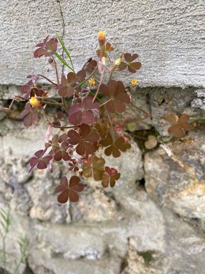 Ossalide corniculata 18