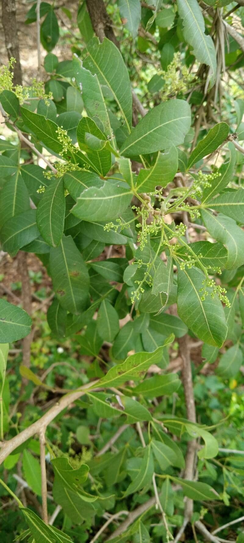 Searsia natalensis 20