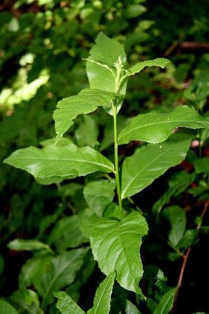 Trixis inula 13