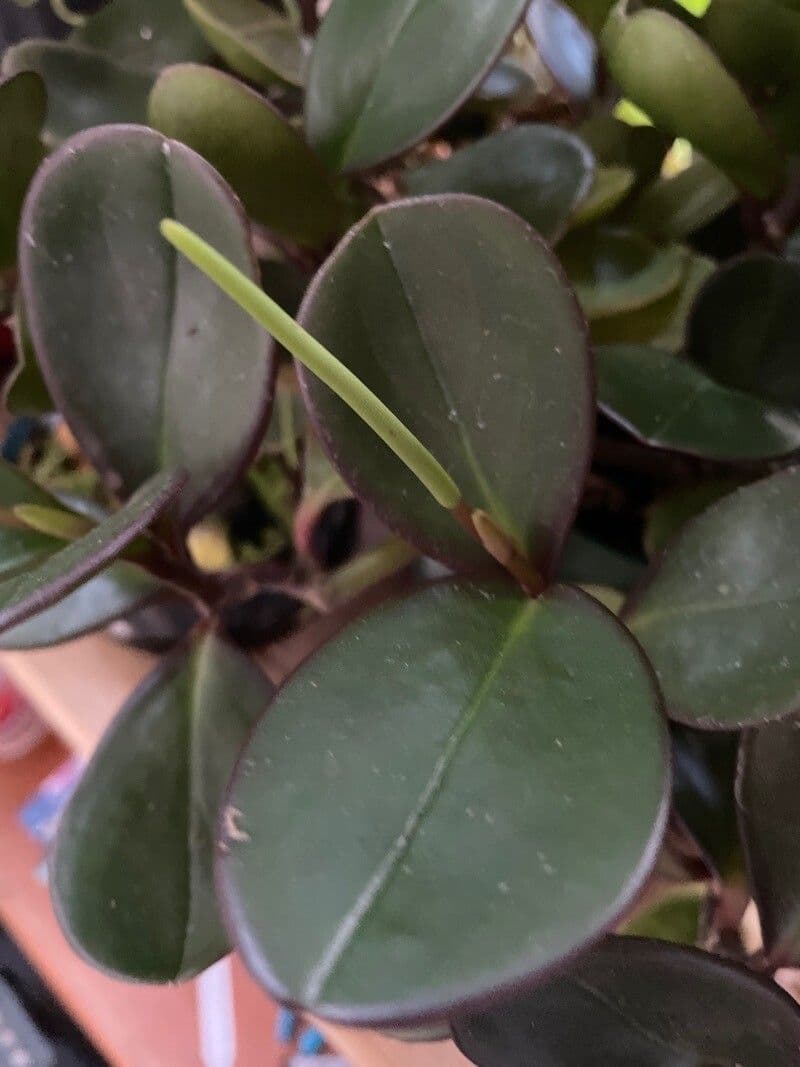 Peperomia