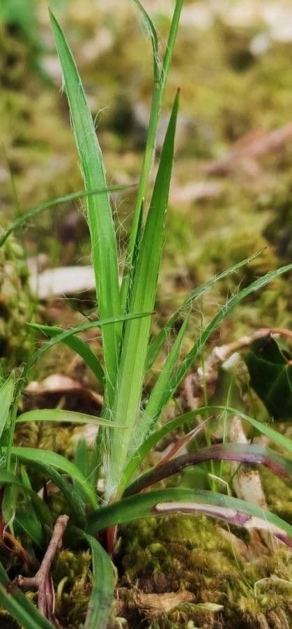 Kosmatka Forstera 19