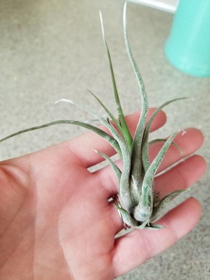 Tillandsia pancia 3