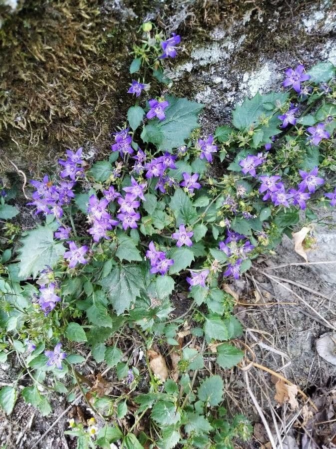 Campanula dell'Adriatico 3