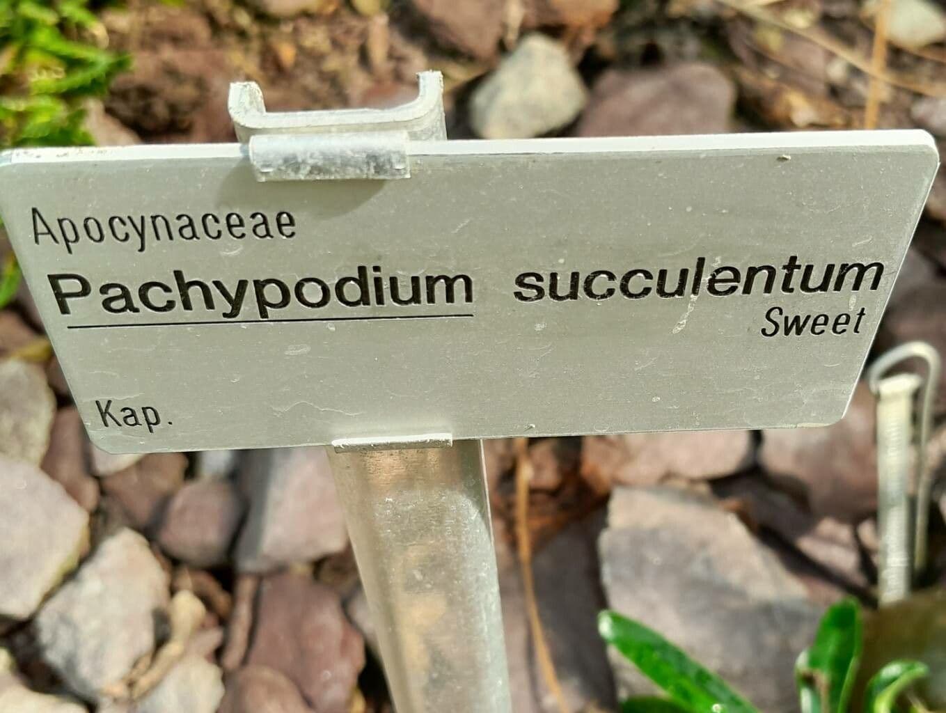 Pachypodium 4