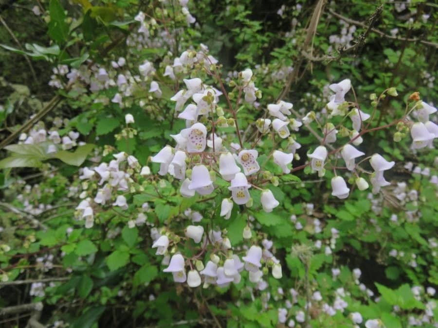 Jovellana 8