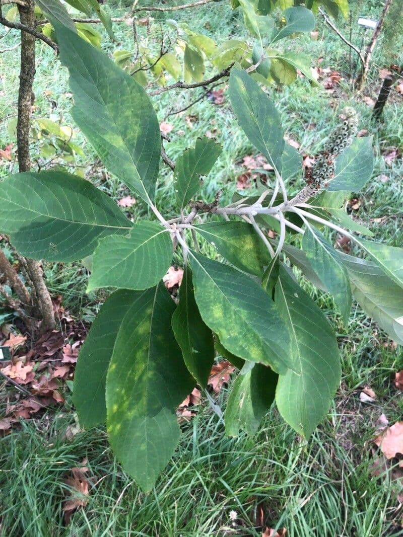 Leucosceptrum sivé 2