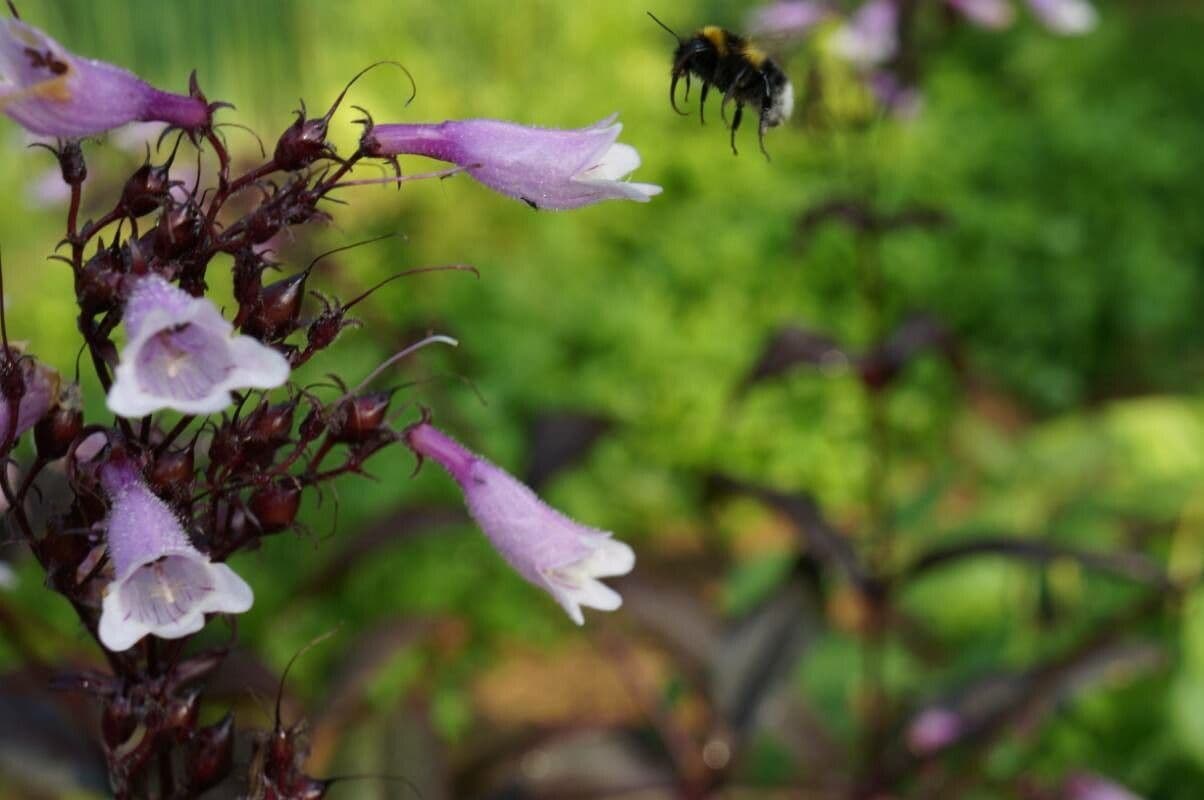 Penstemon 5