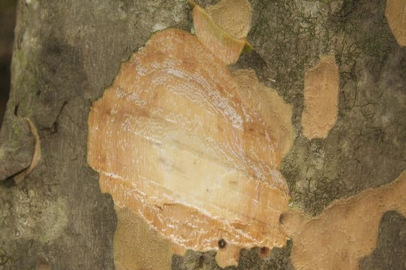 Pradosia 10