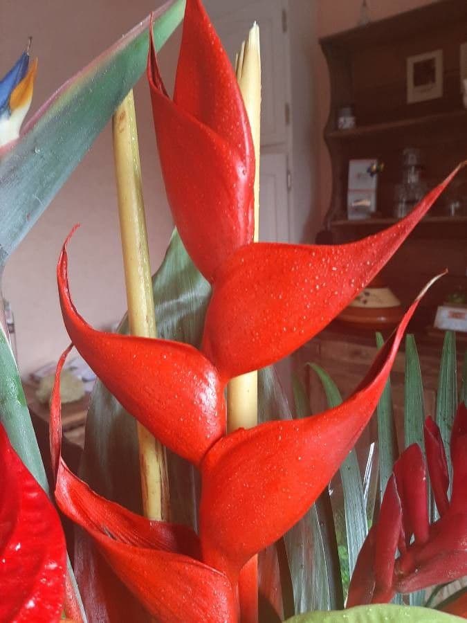 Heliconia