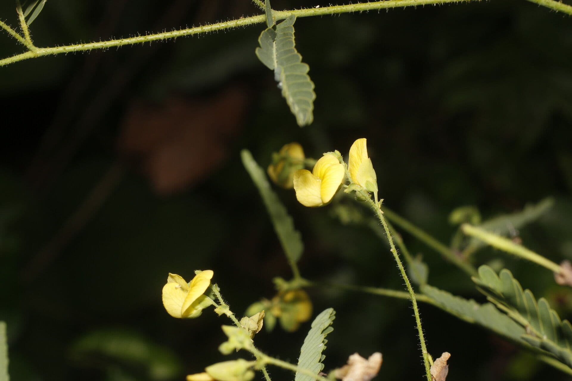 Aeschynomene sensitiva 7