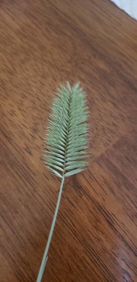 Gramigna crestata 6