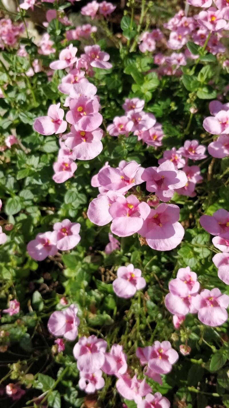 Diascia