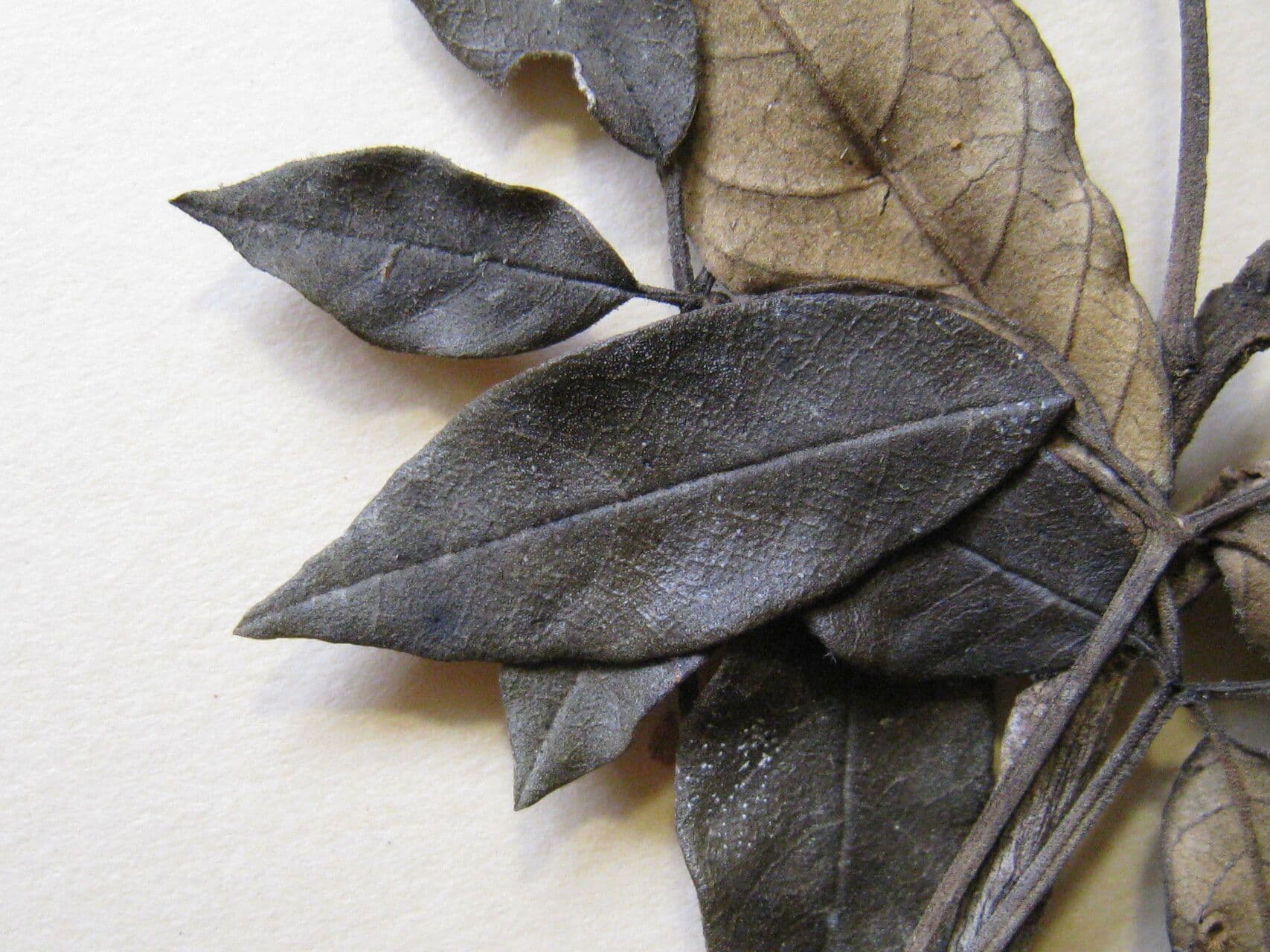 Handroanthus 4