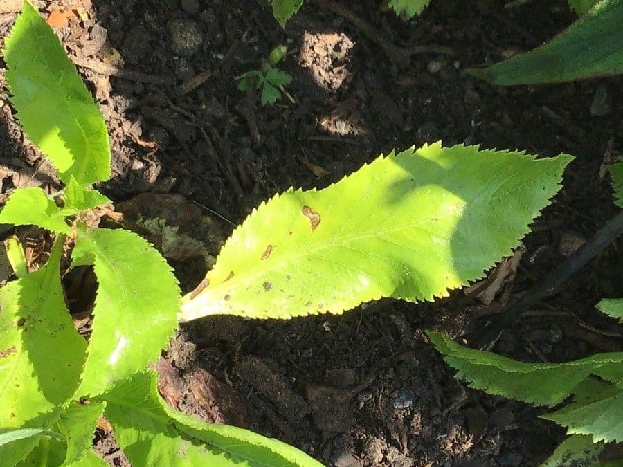 Musschia dorata 4