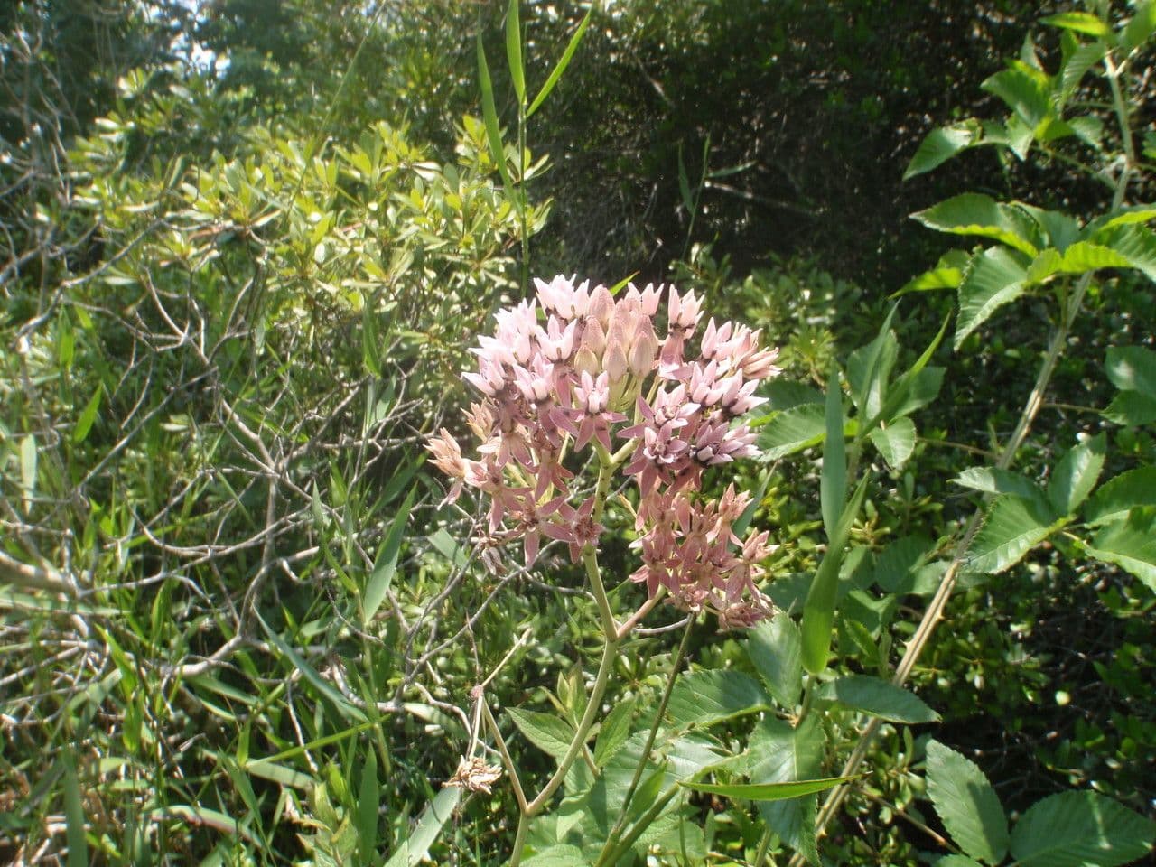 Asclepias rossa 4