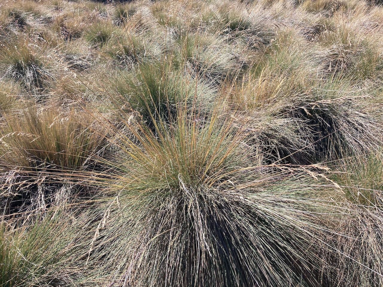 Festuca 9