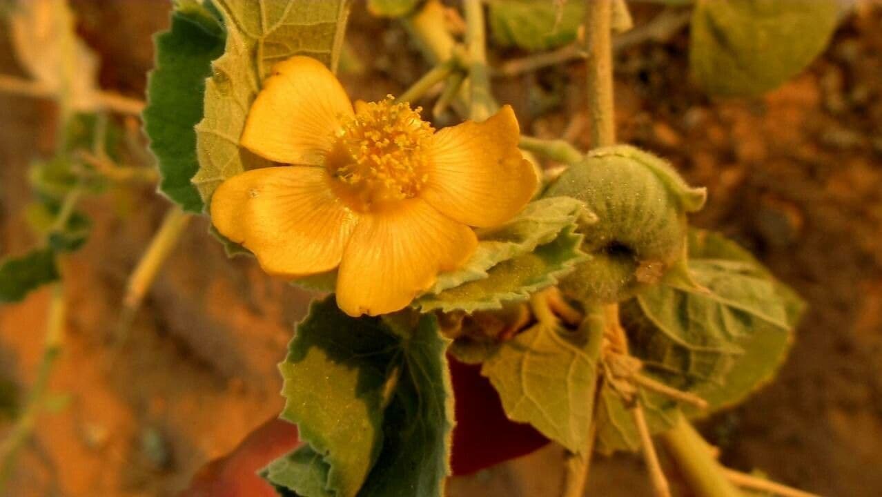 Abutilon 4
