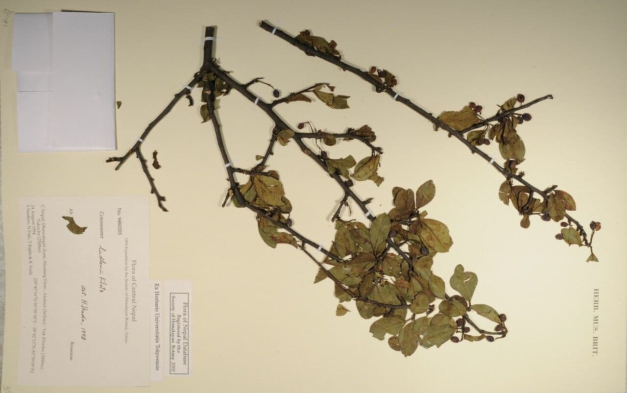 Cotoneaster 6