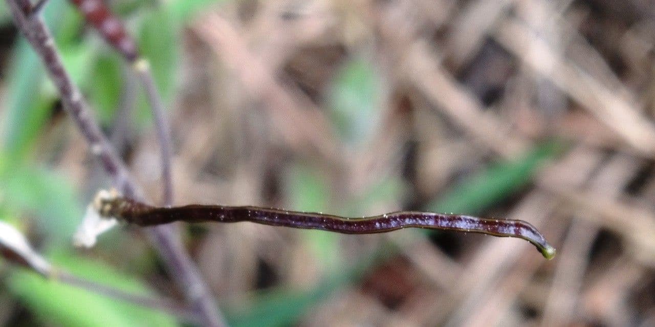 Arabetta irsuta 13
