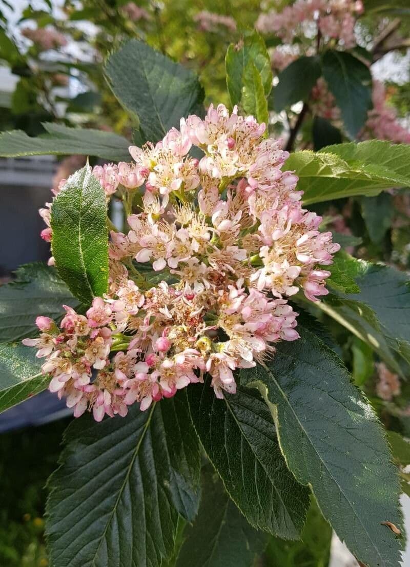 Cotonéaster alpin 7