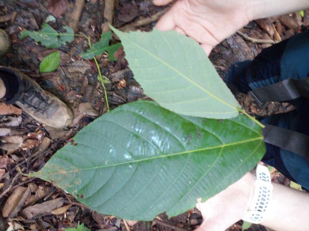 Apeiba 6