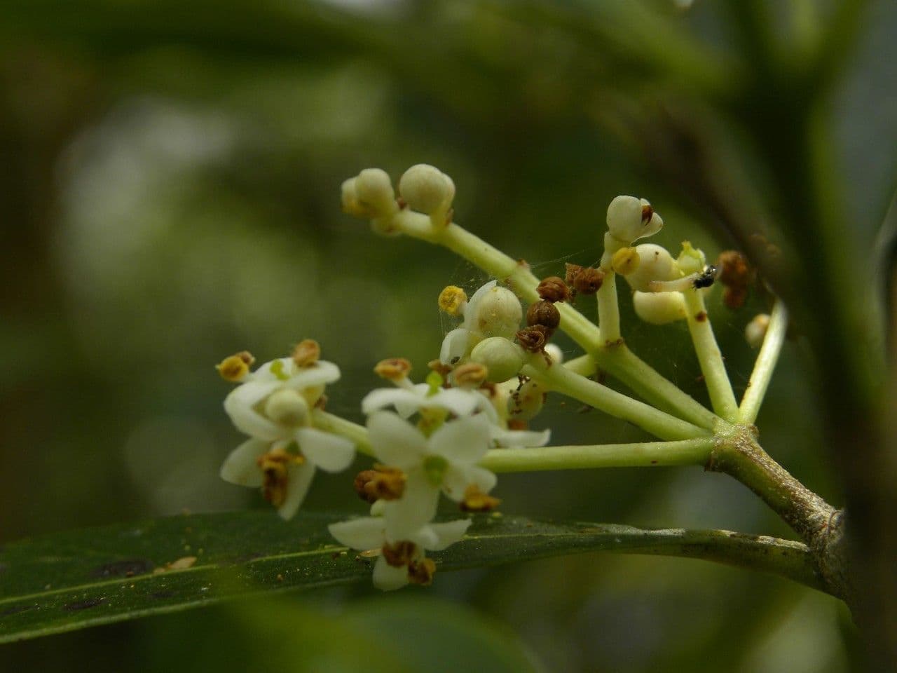 Schmalblättrige Olive 4