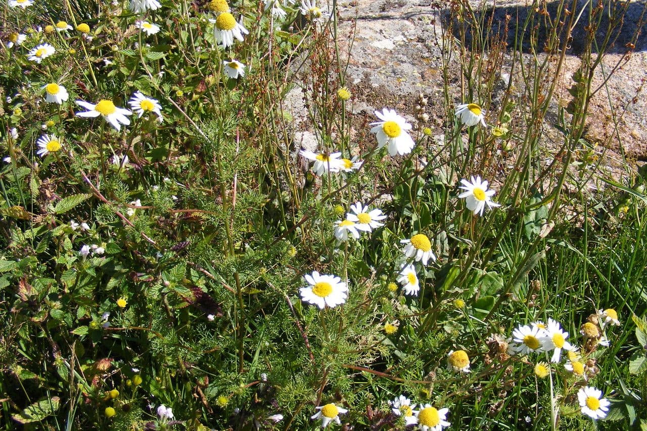 Camomilla fetida 9