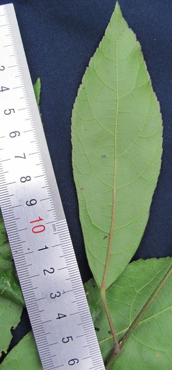 Pavonia arbustiva 12