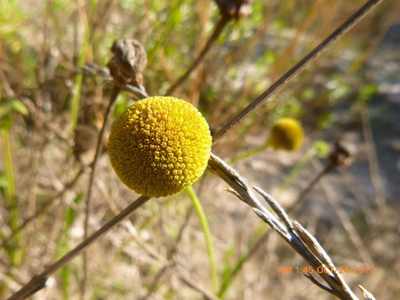 Helenium 4
