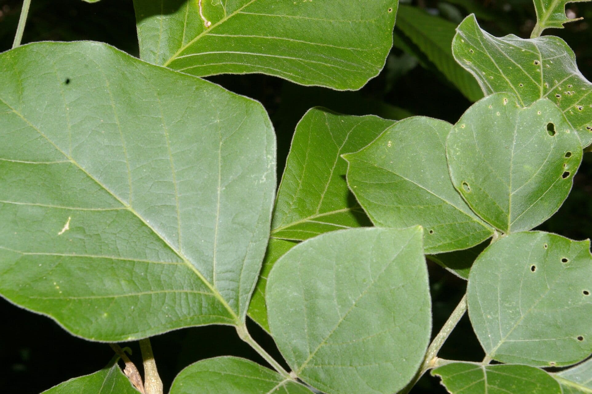 Lonchocarpus 9