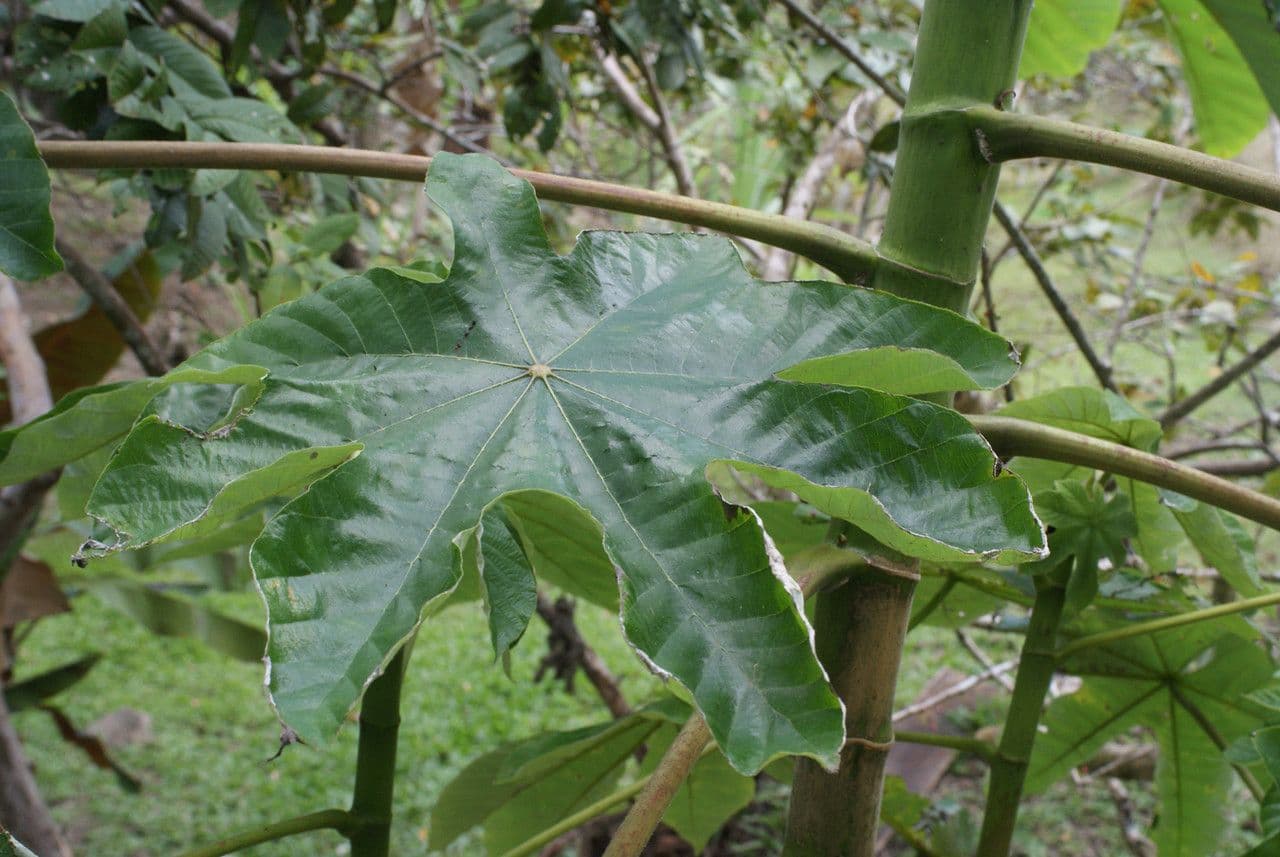 Cecropia 8