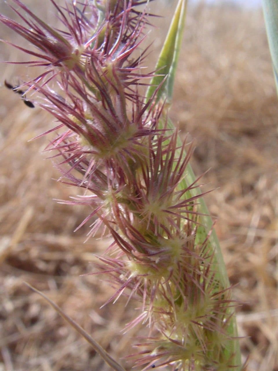 Cenchrus biflorus 9