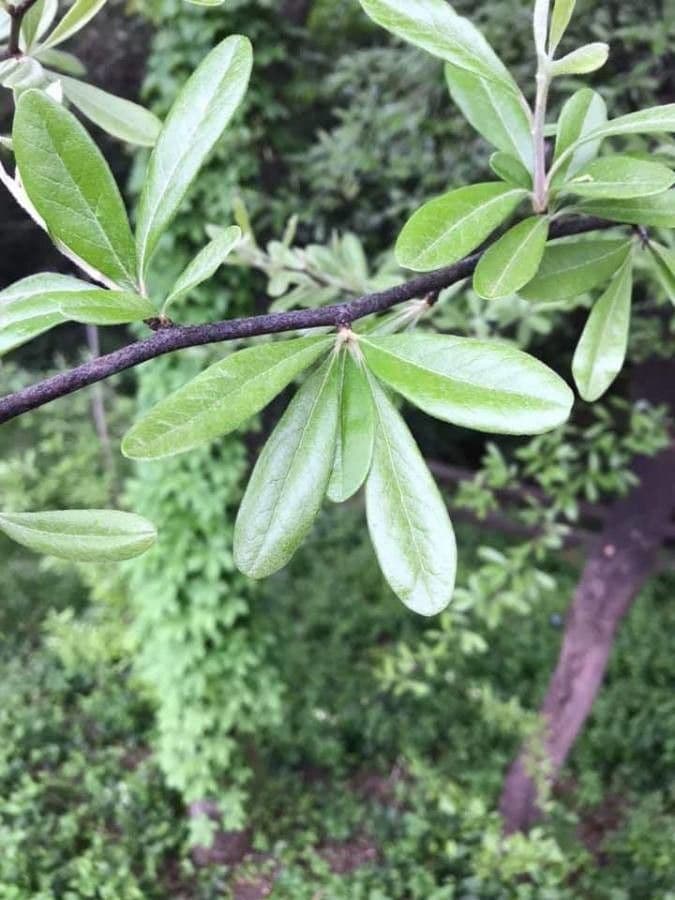 Chittamwood 11
