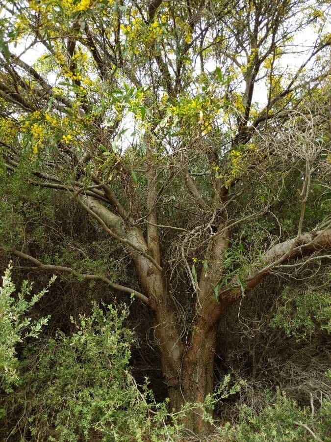 Acacia saligna 14