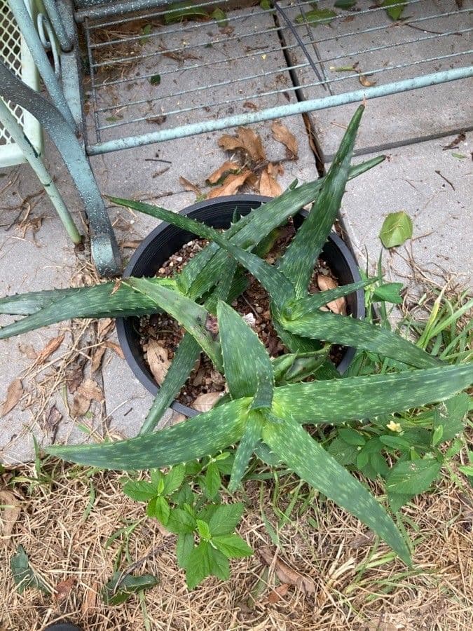 Aloe