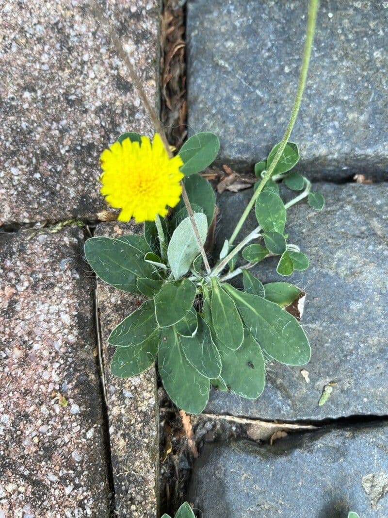 Hieracium