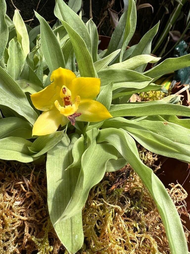 Promenaea 5
