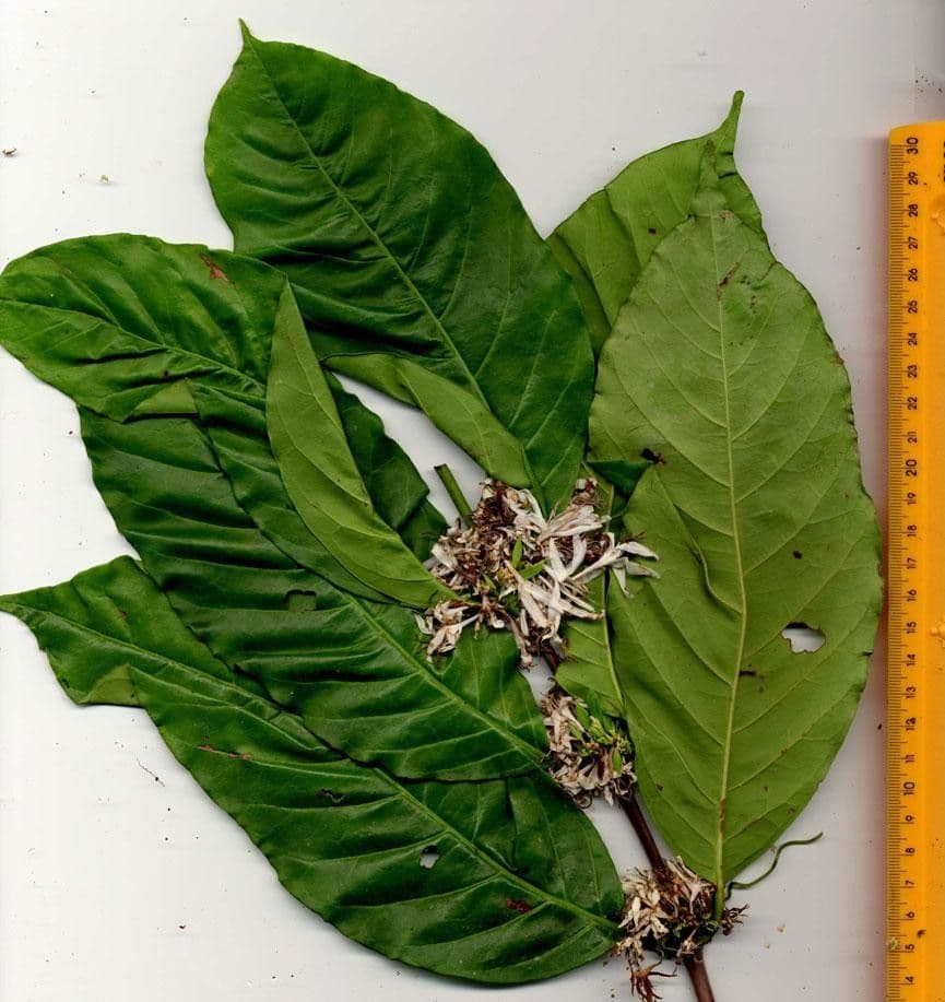 Caféier Robusta 17