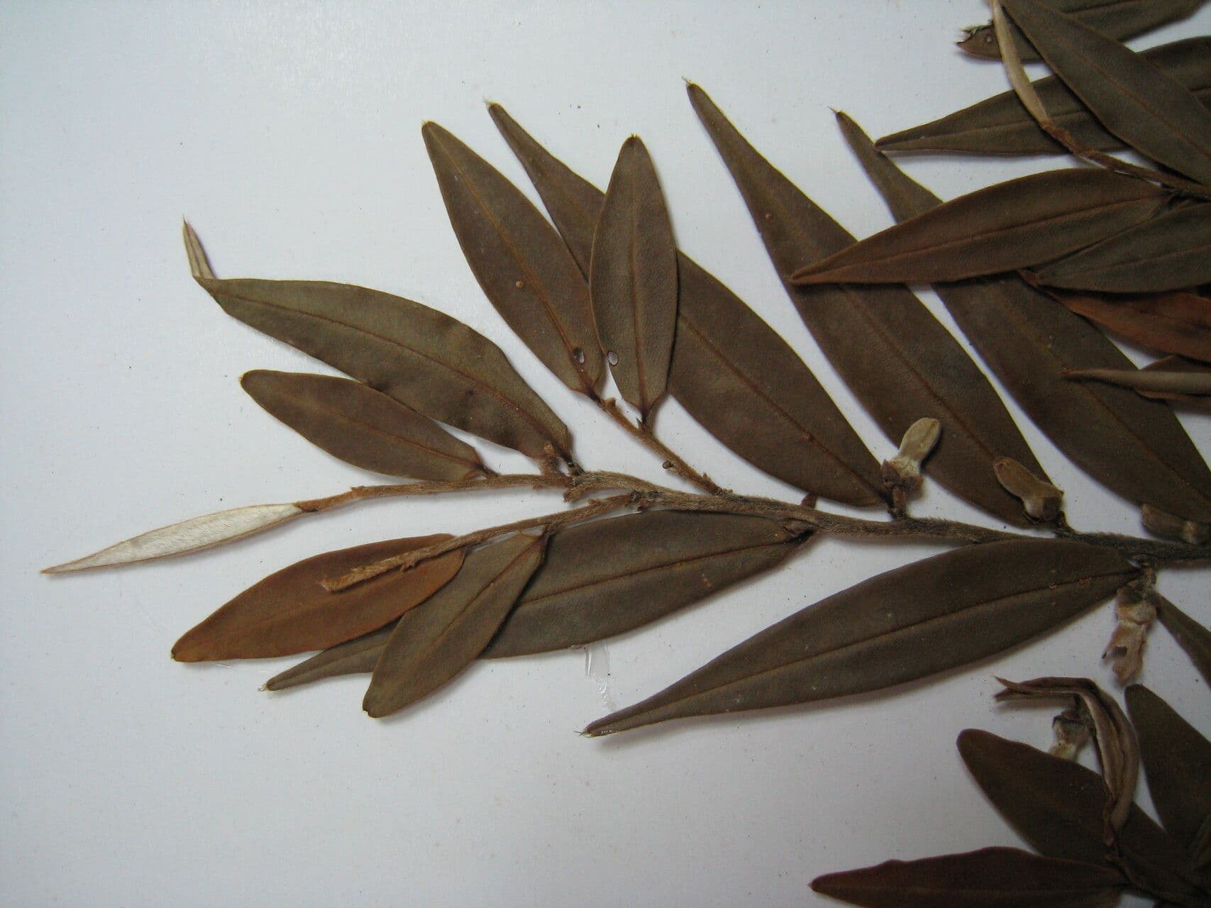 Xylopia 2