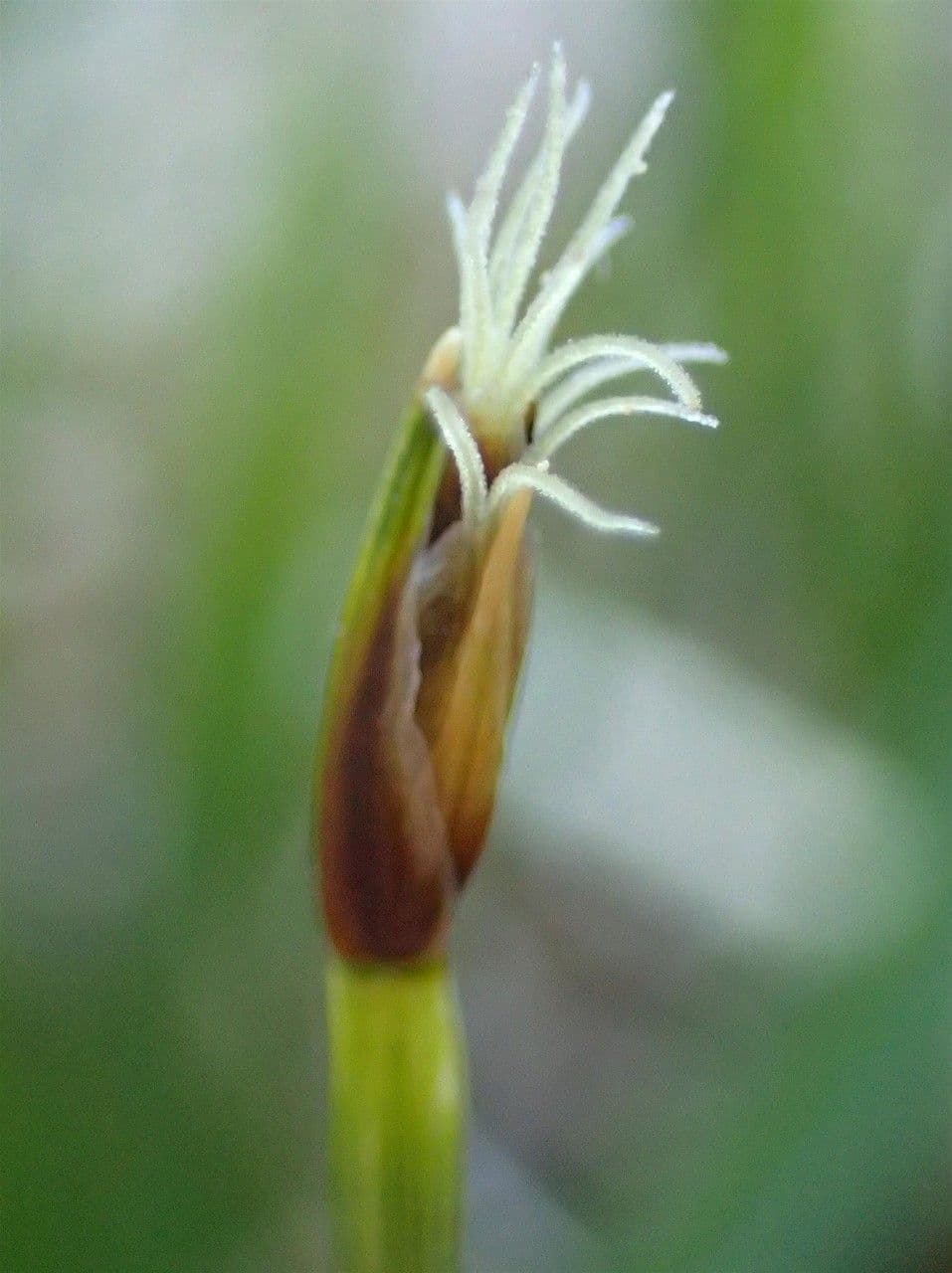 Rasenbinse 8