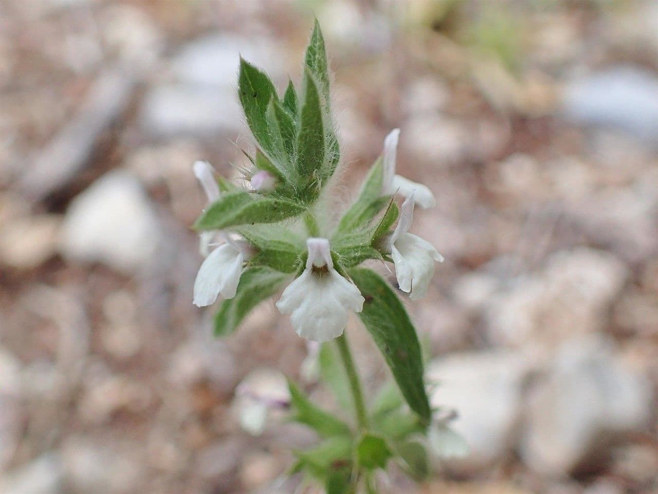 Sideritis romana 12